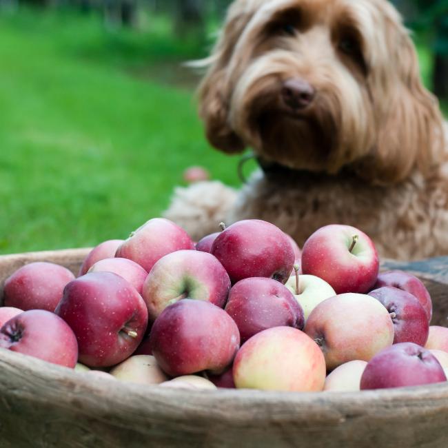 hond met houten bak appels