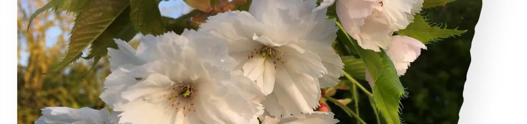 blushing bride bloesem