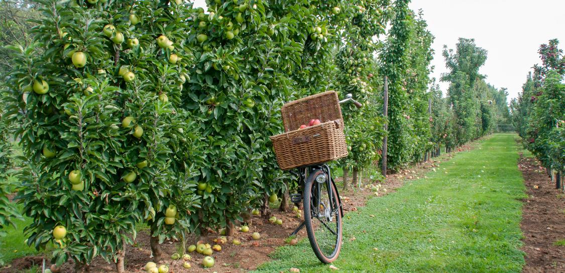 fiets met mand appels