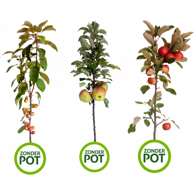 fruithaag naakte wortel