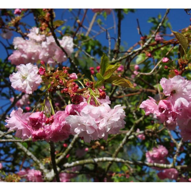 Prunus ‘Pink Perfection’