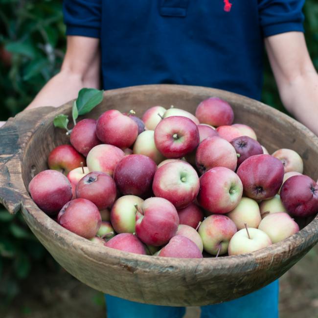 2018 houten bak redlane appels in handen